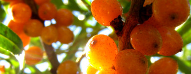 Rakytník (Hippophae rhamnoides L.). 2.diel